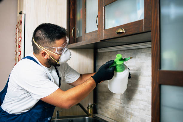 Best Ant Control Services  in Converse, TX