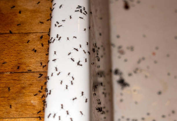 Best Exterminator Services  in Converse, TX