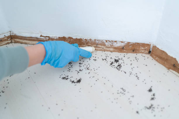 Best Bed Bug Extermination  in Converse, TX